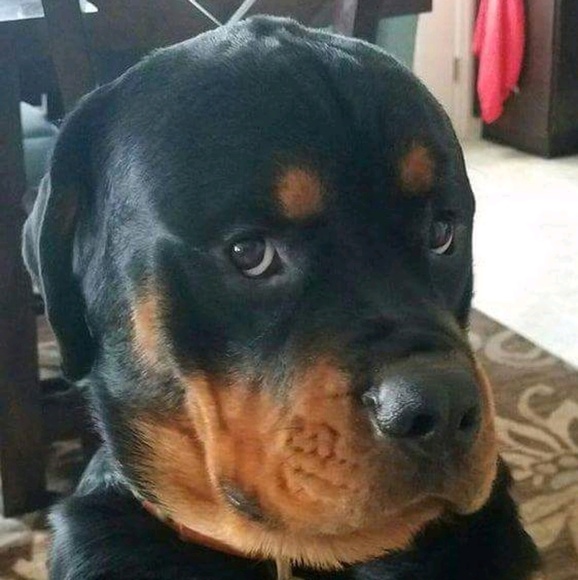 Meet your Posher, Shannon - Picture 1 of 1